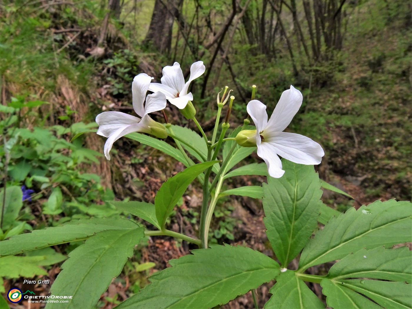75 Fiore di Cardamine pratensis (Cardamine).JPG
